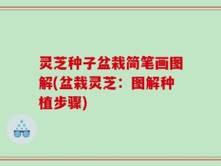 灵芝种子盆栽简笔画图解(盆栽灵芝：图解种植步骤)
