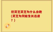 挖灵芝灵芝为什么会跑(灵芝为何能生长迅速？)