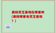 襄阳灵芝基地在哪里啊(襄阳哪里有灵芝基地？)