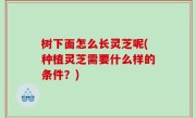 树下面怎么长灵芝呢(种植灵芝需要什么样的条件？)