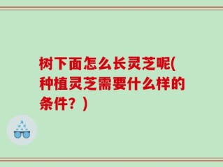 树下面怎么长灵芝呢(种植灵芝需要什么样的条件？)