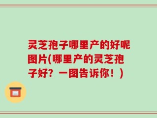 灵芝孢子哪里产的好呢图片(哪里产的灵芝孢子好？一图告诉你！)