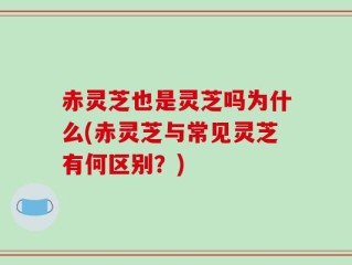赤灵芝也是灵芝吗为什么(赤灵芝与常见灵芝有何区别？)