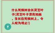 什么死枫树会长灵芝叶子(灵芝叶子漂亮如画，生长在死枫树上，令人叹为观止!)