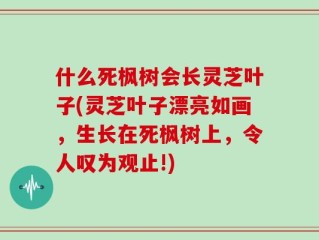 什么死枫树会长灵芝叶子(灵芝叶子漂亮如画，生长在死枫树上，令人叹为观止!)