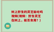 树上野生的灵芝能吃吗视频(视频：野生灵芝在树上，能否食用？)