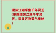 濡沫江湖采集千年灵芝(采撷濡沫江湖千年灵芝，探寻万物灵气奥秘)