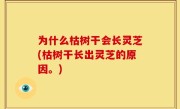 为什么枯树干会长灵芝(枯树干长出灵芝的原因。)