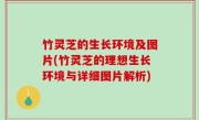 竹灵芝的生长环境及图片(竹灵芝的理想生长环境与详细图片解析)