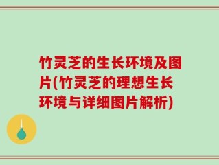 竹灵芝的生长环境及图片(竹灵芝的理想生长环境与详细图片解析)