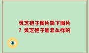 灵芝孢子图片镜下图片？灵芝孢子是怎么样的