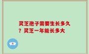 灵芝孢子需要生长多久？灵芝一年能长多大