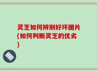 灵芝如何辨别好坏图片(如何判断灵芝的优劣)