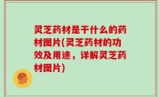 灵芝药材是干什么的药材图片(灵芝药材的功效及用途，详解灵芝药材图片)