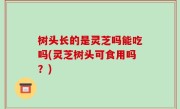 树头长的是灵芝吗能吃吗(灵芝树头可食用吗？)