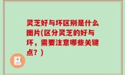 灵芝好与坏区别是什么图片(区分灵芝的好与坏，需要注意哪些关键点？)