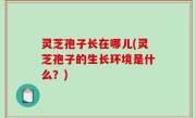 灵芝孢子长在哪儿(灵芝孢子的生长环境是什么？)
