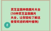 灵芝盆栽种类图片大全(50种灵芝盆栽图片大全，让你轻松了解这些受欢迎的观叶植物)