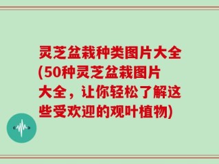 灵芝盆栽种类图片大全(50种灵芝盆栽图片大全，让你轻松了解这些受欢迎的观叶植物)