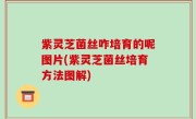 紫灵芝菌丝咋培育的呢图片(紫灵芝菌丝培育方法图解)