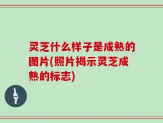 灵芝什么样子是成熟的图片(照片揭示灵芝成熟的标志)