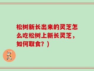 松树新长出来的灵芝怎么吃松树上新长灵芝，如何取食？)
