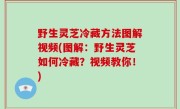 野生灵芝冷藏方法图解视频(图解：野生灵芝如何冷藏？视频教你！)