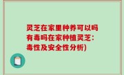 灵芝在家里种养可以吗有毒吗在家种植灵芝：毒性及安全性分析)