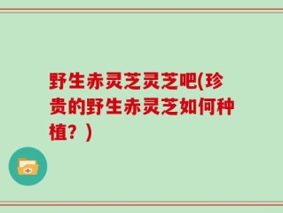 野生赤灵芝灵芝吧(珍贵的野生赤灵芝如何种植？)