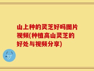 山上种的灵芝好吗图片视频(种植高山灵芝的好处与视频分享)