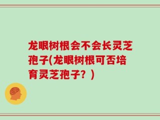 龙眼树根会不会长灵芝孢子(龙眼树根可否培育灵芝孢子？)