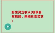 野生灵芝收入(收获自然恩赐，采摘珍贵灵芝)