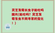 灵芝发霉长虫子能吃吗图片(能吃吗？灵芝发霉生虫不同寻常的变化！)