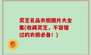 灵芝名品衣橱图片大全集(收藏灵芝，不容错过的衣橱必备！)