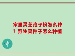 家里灵芝孢子粉怎么种？野生灵种子怎么种植