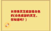长得像灵芝底部是白色的(白色底部的灵芝，你知道吗？)