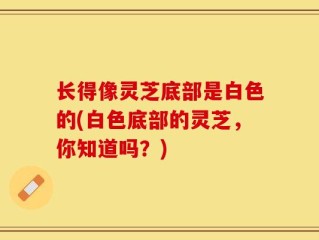 长得像灵芝底部是白色的(白色底部的灵芝，你知道吗？)