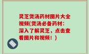 灵芝煲汤药材图片大全视频(煲汤必备药材：深入了解灵芝，点击查看图片和视频！)