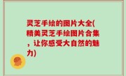 灵芝手绘的图片大全(精美灵芝手绘图片合集，让你感受大自然的魅力)