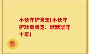 小伙守护灵芝(小伙守护珍贵灵芝：默默坚守十年)