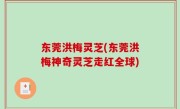 东莞洪梅灵芝(东莞洪梅神奇灵芝走红全球)