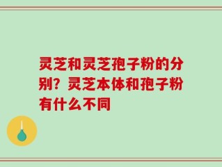 灵芝和灵芝孢子粉的分别？灵芝本体和孢子粉有什么不同