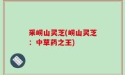 采崂山灵芝(崂山灵芝：中草药之王)