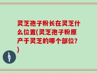 灵芝孢子粉长在灵芝什么位置(灵芝孢子粉原产于灵芝的哪个部位？)