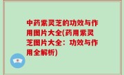 中药紫灵芝的功效与作用图片大全(药用紫灵芝图片大全：功效与作用全解析)