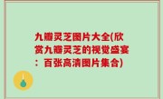 九瓣灵芝图片大全(欣赏九瓣灵芝的视觉盛宴：百张高清图片集合)