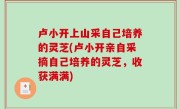 卢小开上山采自己培养的灵芝(卢小开亲自采摘自己培养的灵芝，收获满满)