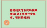养殖的灵芝会死吗视频播放(灵芝养殖注意事项，否则易夭折)