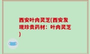 西安叶肉灵芝(西安发现珍贵药材：叶肉灵芝)
