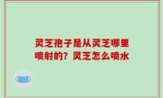 灵芝孢子是从灵芝哪里喷射的？灵芝怎么喷水